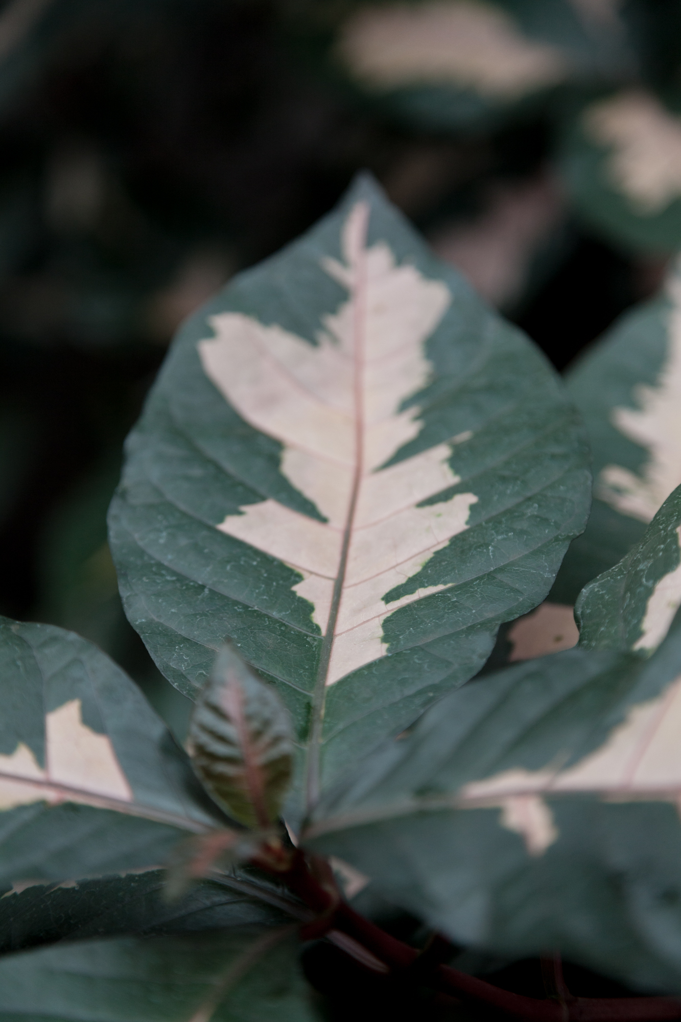 Garfield Park Conservatory, Chicago — HOMESTEAD BROOKLYN
