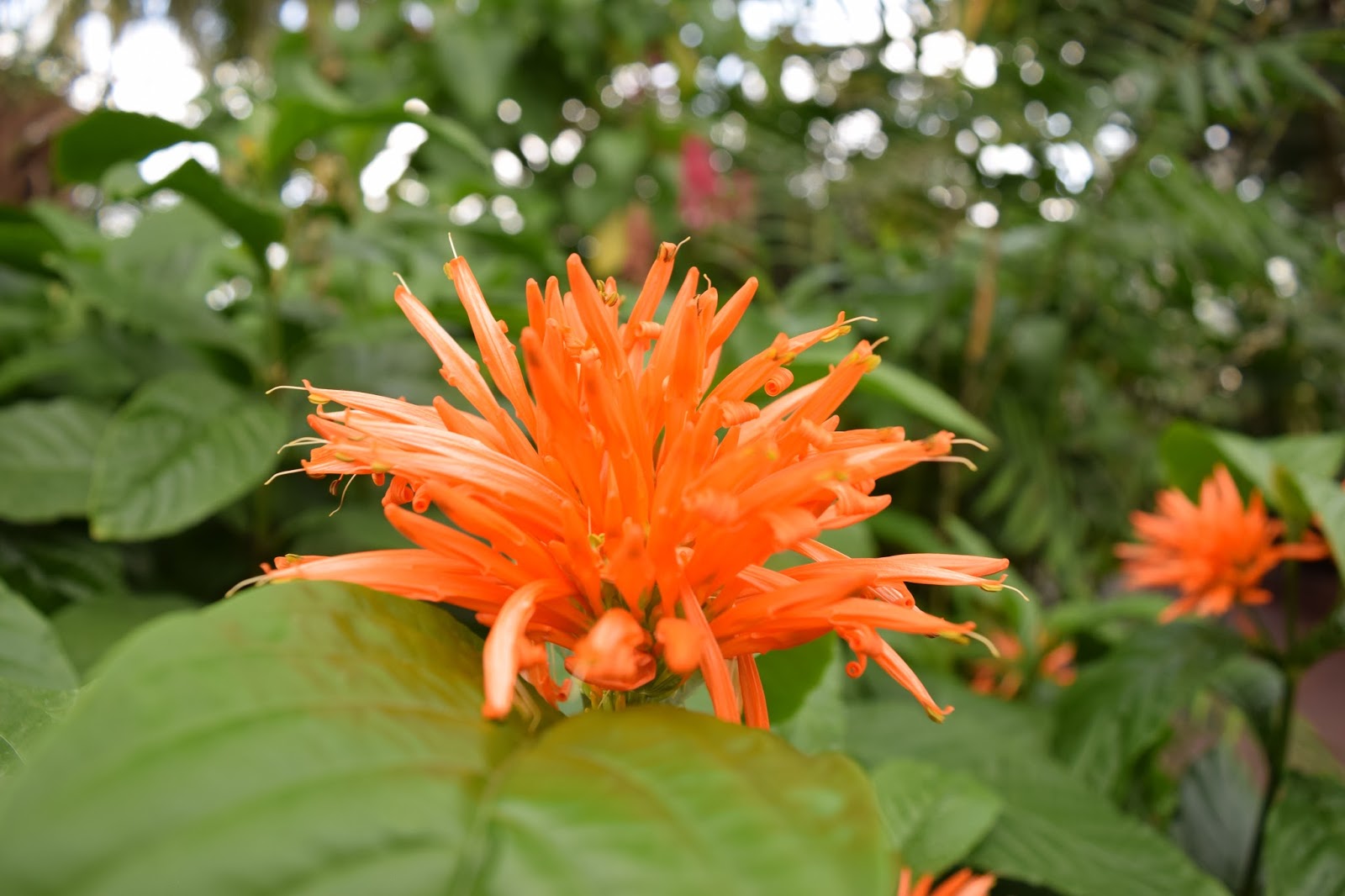 Taking a Stroll Through Garfield Park Conservatory, Chicago Floradise