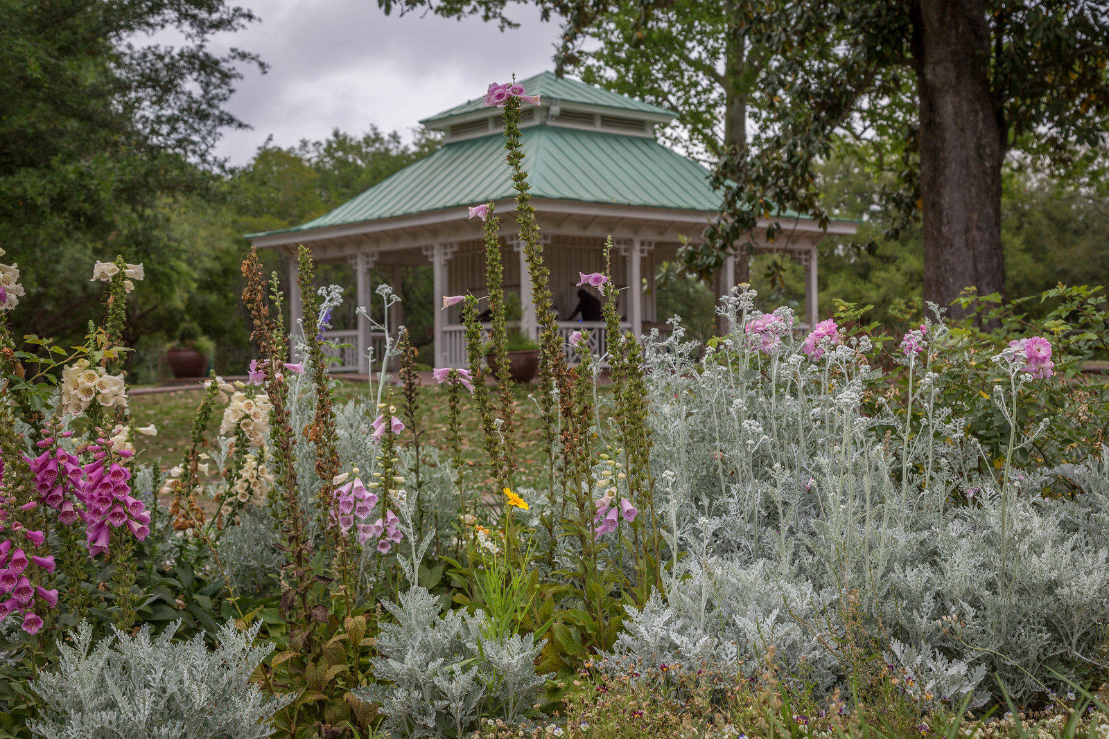 Charleston Daily Photo Flower beds at Hampton Park
