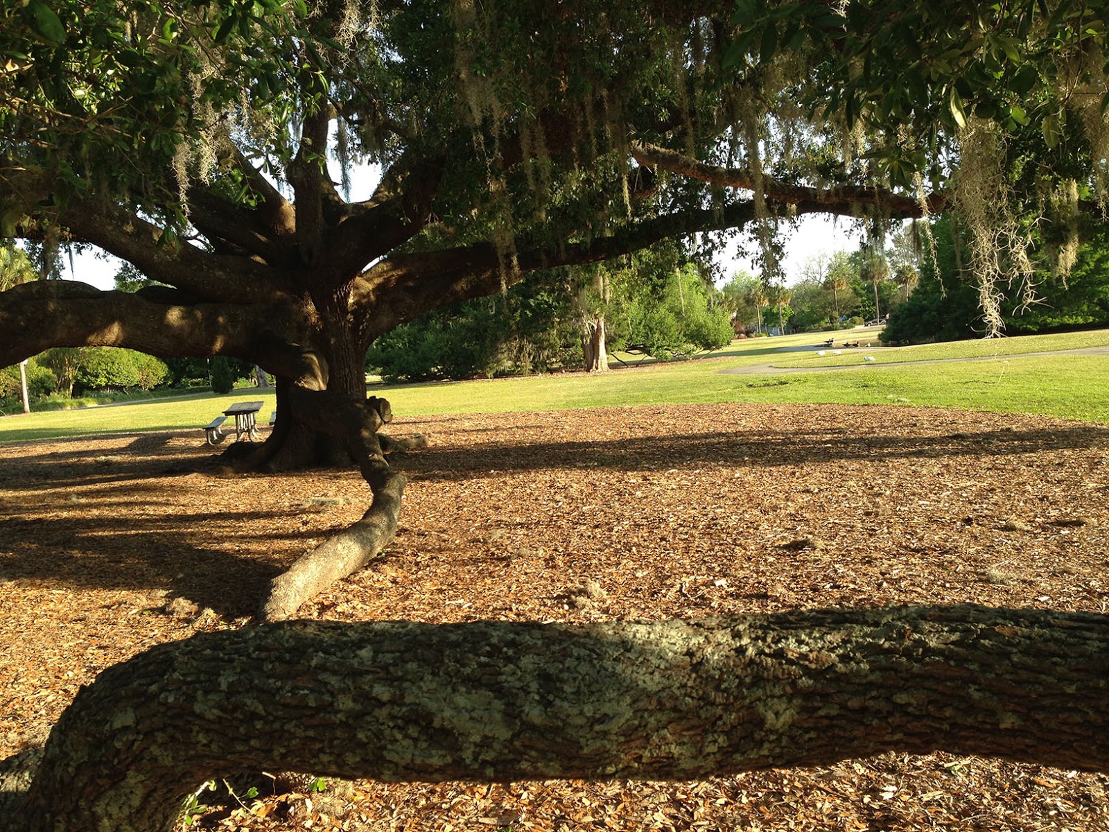 Running Routes Charleston Hampton Park Running Route
