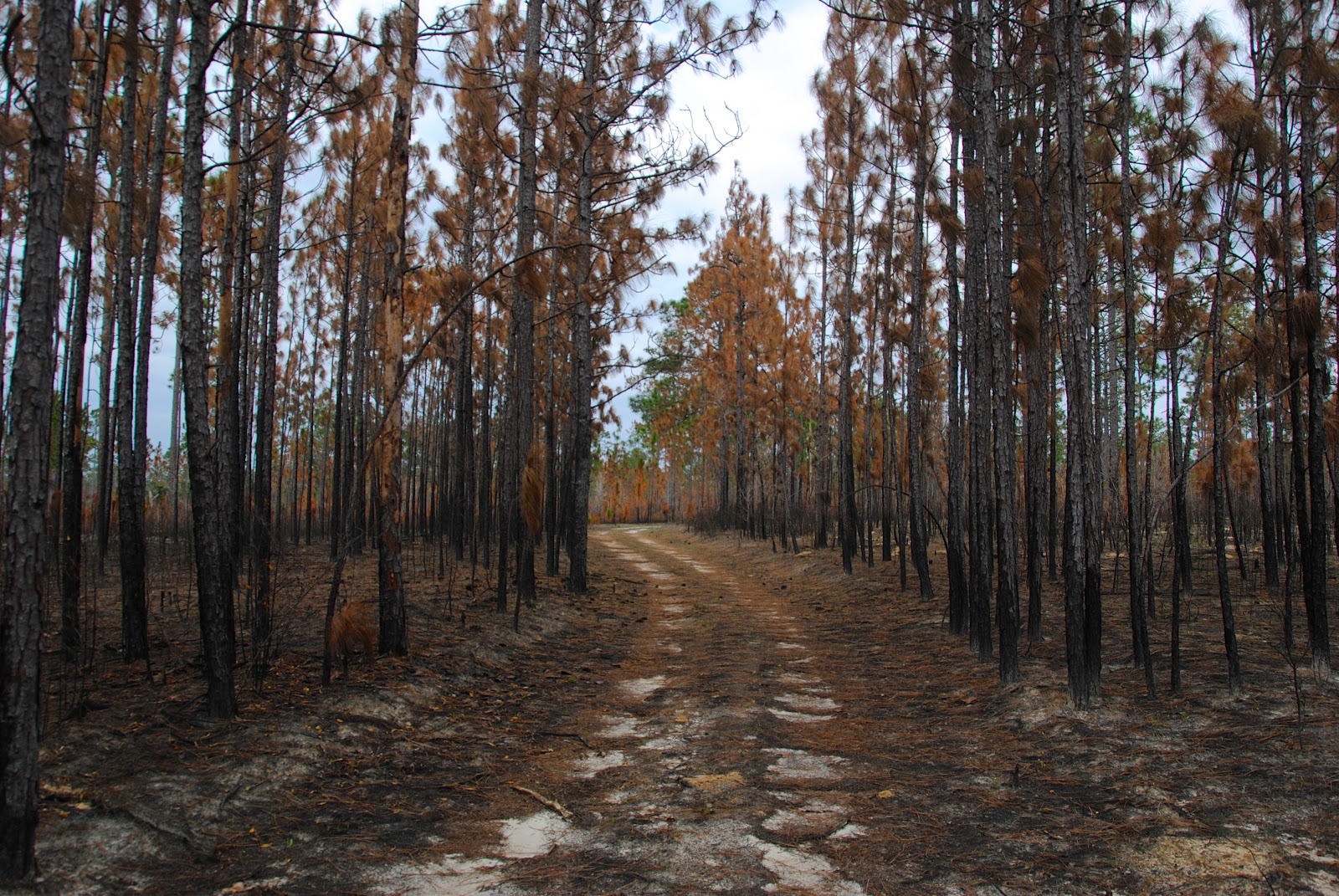 On Ponds and Frogs Blackwater River State Forest